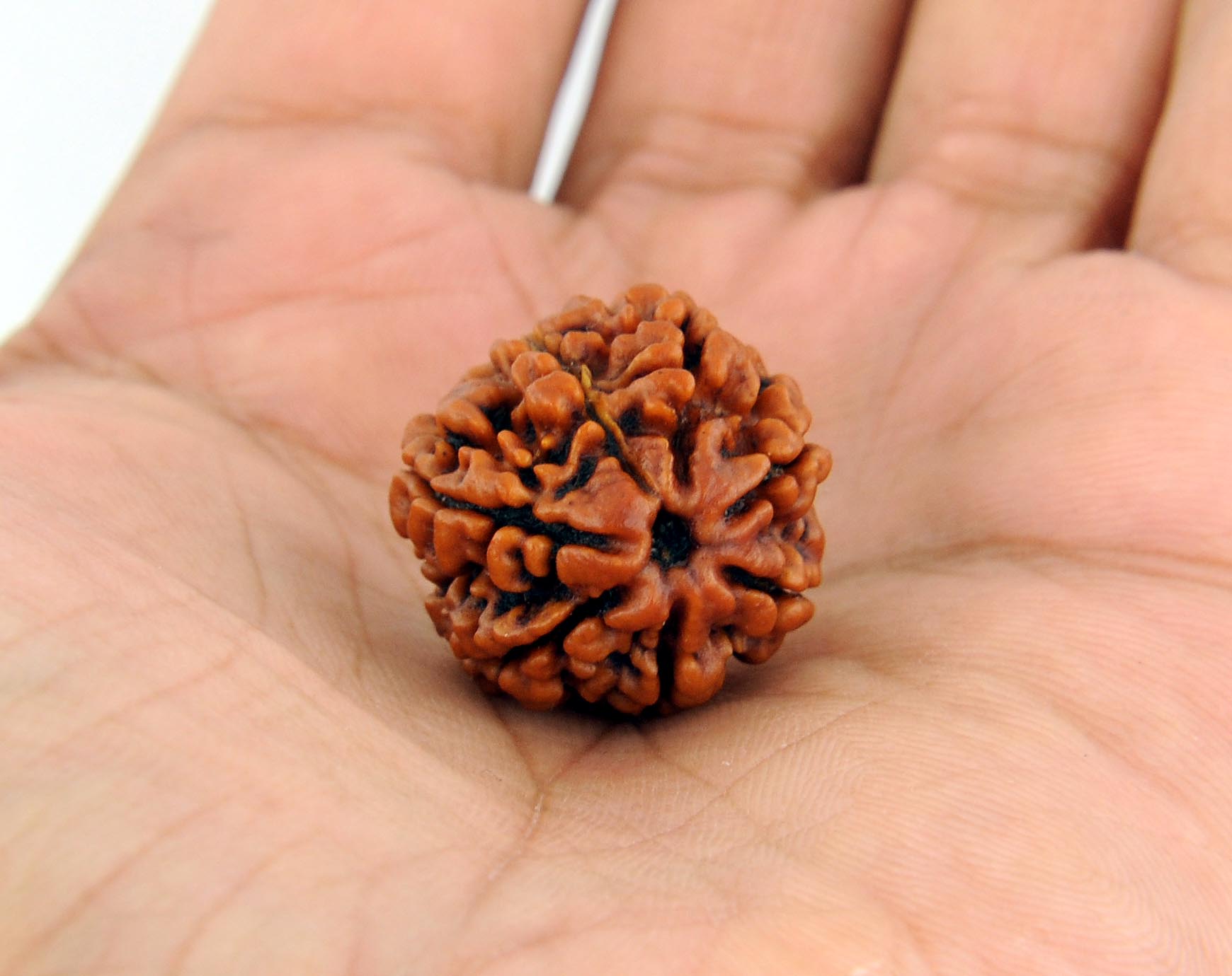 7 face rudraksha